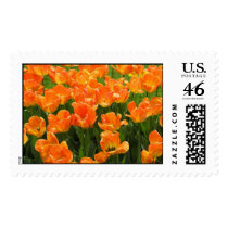 Tulips postage