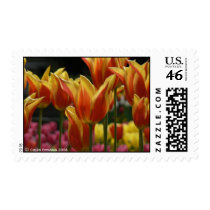Tulips postage