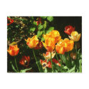 Tulips | Postcard