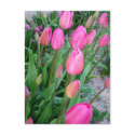 Tulips postcards