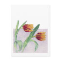 Tulips Postcard