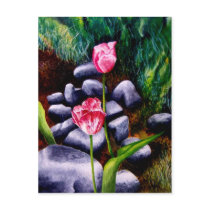Tulips postcards