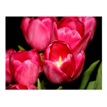 Tulips Postcard