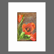 Tulips postcards