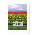 Tulips posters by gardenparty Tulips posters