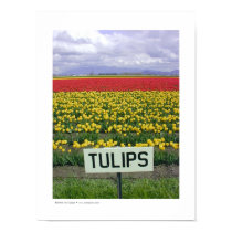 Tulips posters