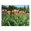 Tulips posters by CarolynBarber Tulips posters