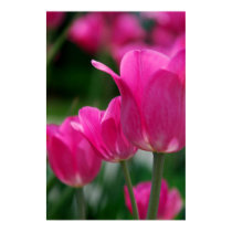 Tulips Poster posters