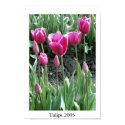 Tulips posters by twistedbrunet Tulips posters