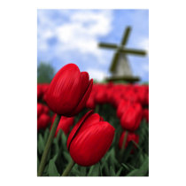Tulips posters by xlcus Tulips posters
