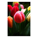 Tulips posters by Steve_Ellison Tulips posters