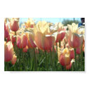 Tulips  posters