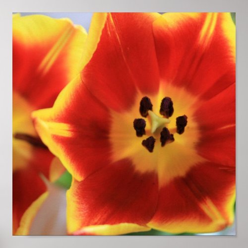 Closeup photo of two red and yellow tulips.