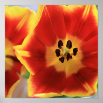 Tulips posters