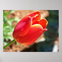 Tulips Poster