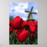 Tulips Print