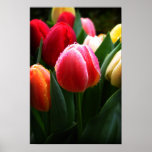Tulips posters