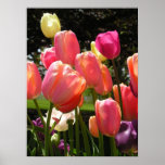 tulips poster