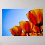 Tulips Poster