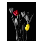 Tulips Poster posters
