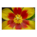 Tulips posters
