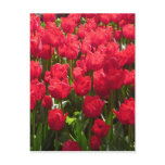 tulips red flora postcards