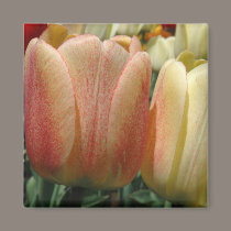 Tulips magnets
