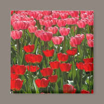 Tulips magnets