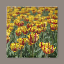 Tulips magnets