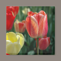 Tulips magnets