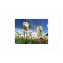 Tulips Touching the Sky posters