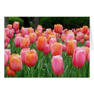 Tulips, tulips, tulips card