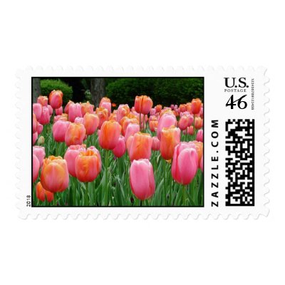 Tulips, tulips, tulips Postage