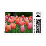 Tulips, tulips, tulips