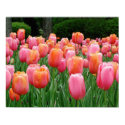 Tulips, tulips, tulips posters
