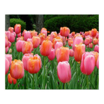 Tulips, tulips, tulips posters