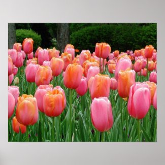 Tulips, tulips, tulips print