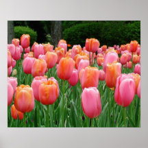 Tulips, tulips, tulips posters