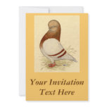 Tumbler Pigeon:  LFCL Mealy Personalized Invitations