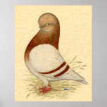 Tumbler Pigeon:  LFCL Mealy Print