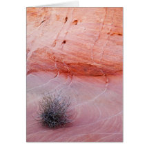Tumbleweed Greeting Card
