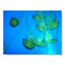 Tumbling Jellies posters