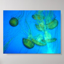 Tumbling Jellies Print