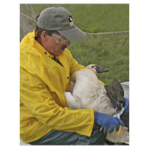 Tundra Swan - Banding Full Color Flyer