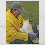 Tundra Swan - Banding Full Color Flyer