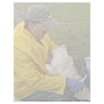 Tundra Swan - Banding letterhead