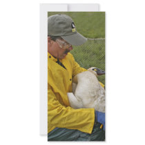 Tundra Swan - Banding Rack Cards