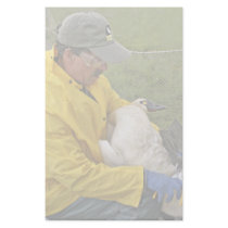 Tundra Swan - Banding stationery