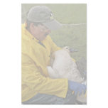 Tundra Swan - Banding stationery