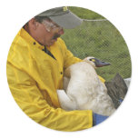 Tundra Swan - Banding stickers